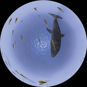 FULLDOME - A whale and fish swim overhead in this image from the fulldome show, 