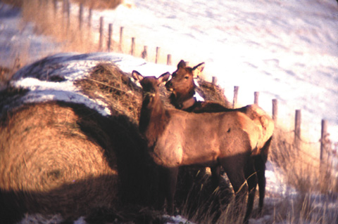 Elk eat from hay bales on Pine Ridge property in western Nebraska. Elk that eat livestock feed and damage private...