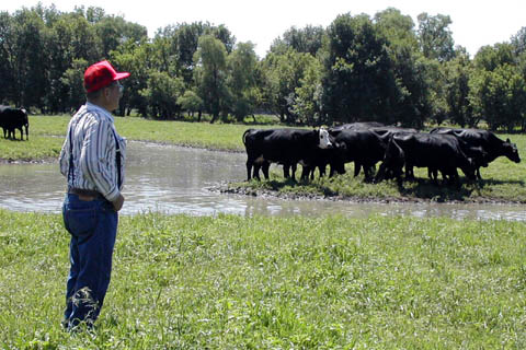 Andy Knepp, farm manager at the Nebraska College of Technical Agriculture, studies some of the farm's cattle. Knepp will receive...