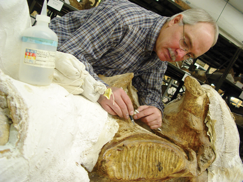 FOSSIL PREPARATION - Greg Brown, chief preparator with the University of Nebraska State Museum, removes shellac from one of two 