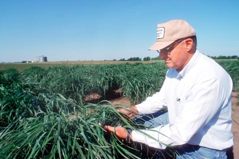 SWITCHGRASS RESEARCH NEWS - Ken Vogel and UNL researchers found greenhouse gas emissions from cellulosic ethanol made from switchgrass were 94...